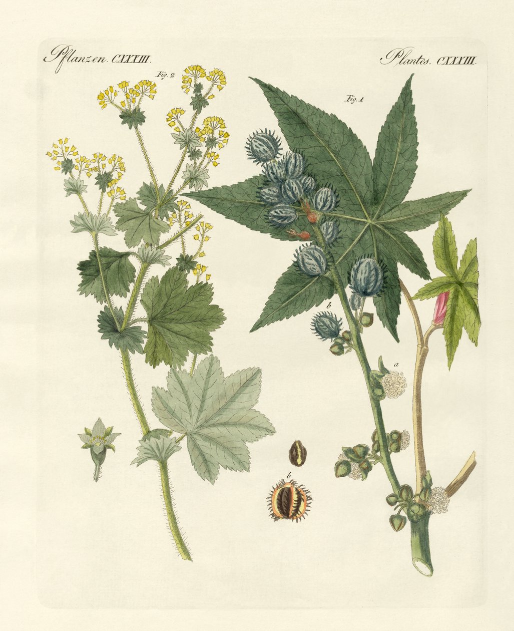 Piante medicinali da German School