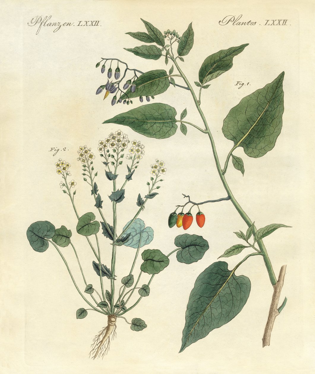 Piante medicinali da German School