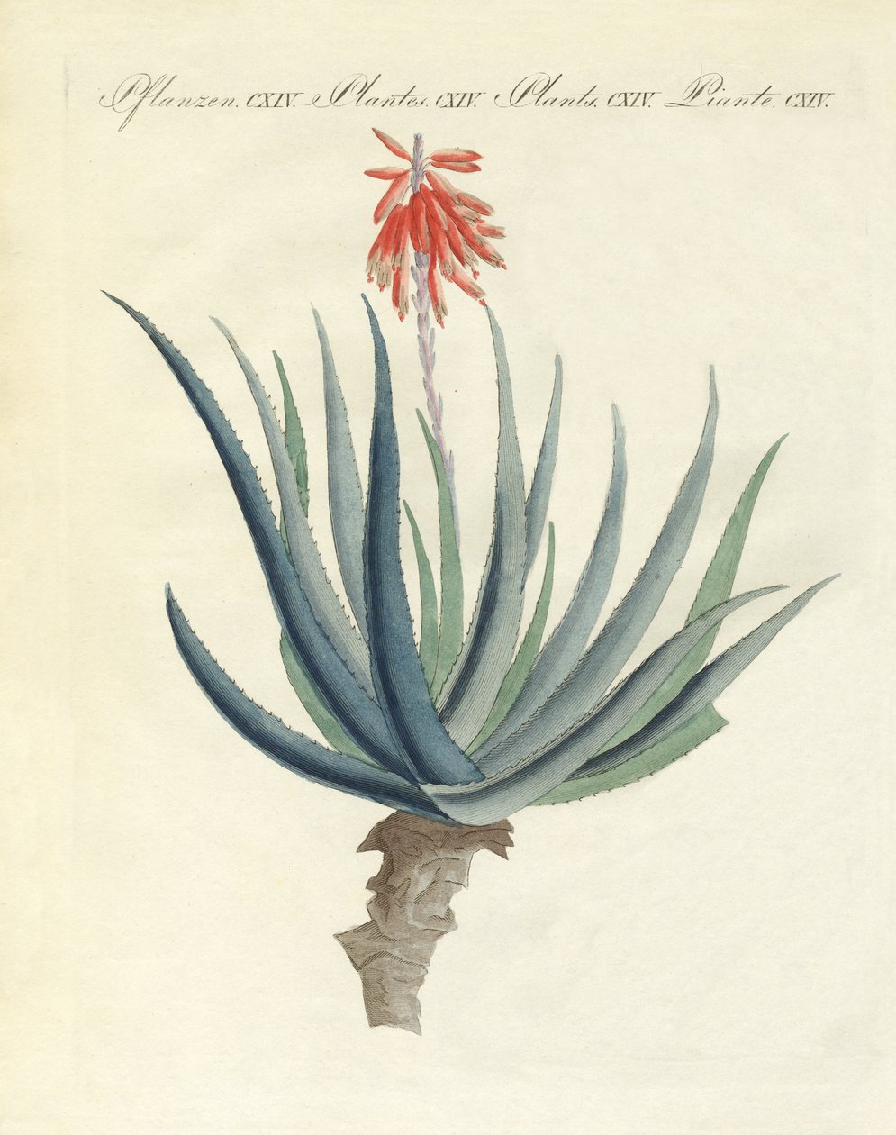 Piante medicinali da German School