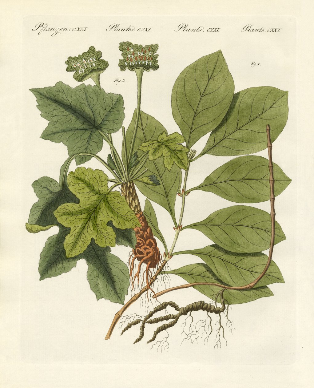 Piante medicinali da German School