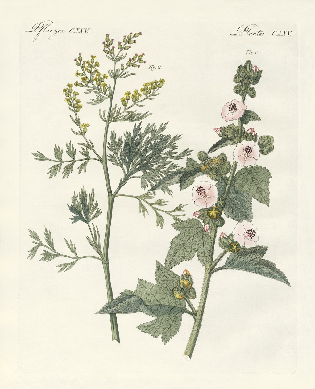 Piante medicinali da German School