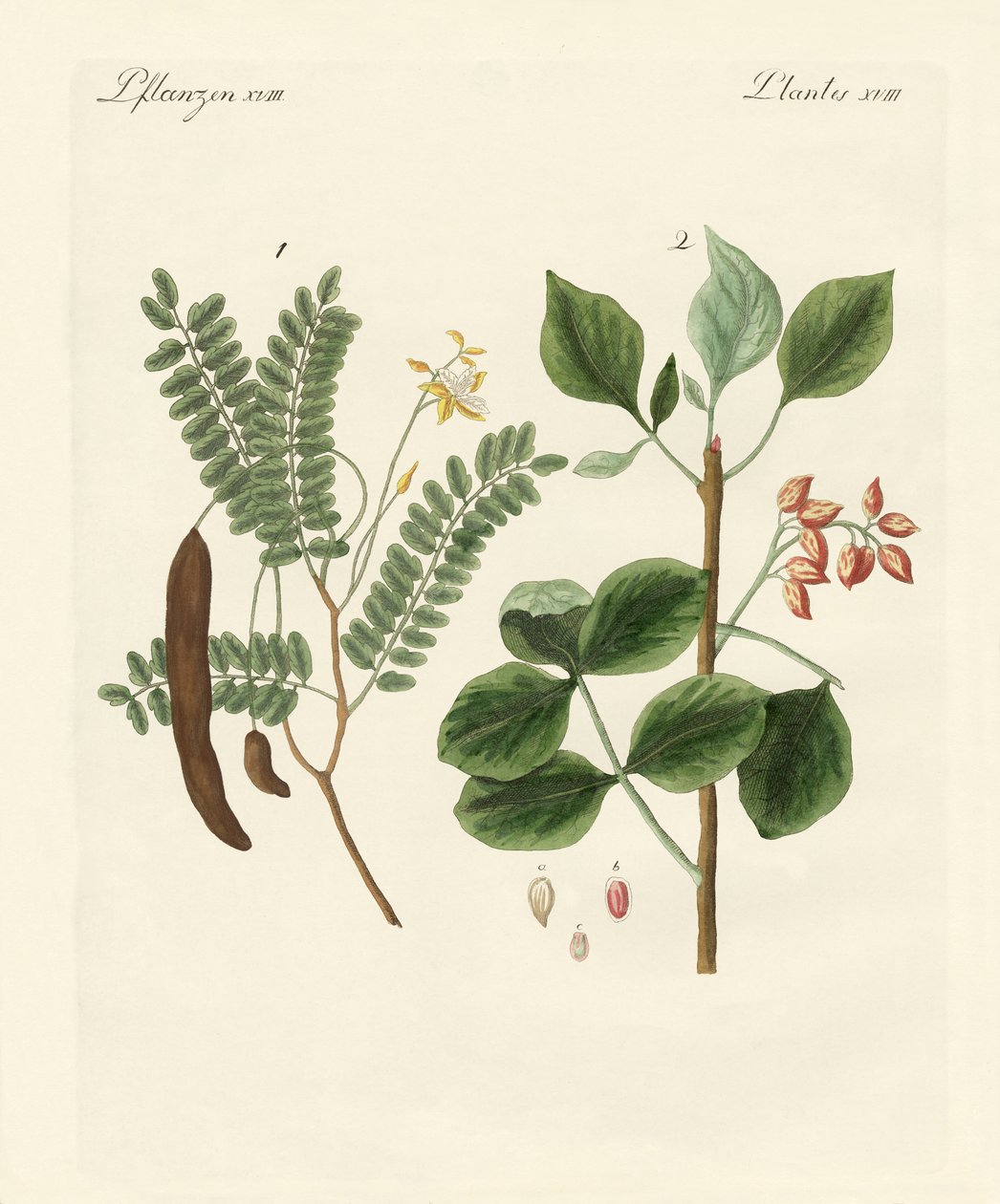 Piante medicinali da German School