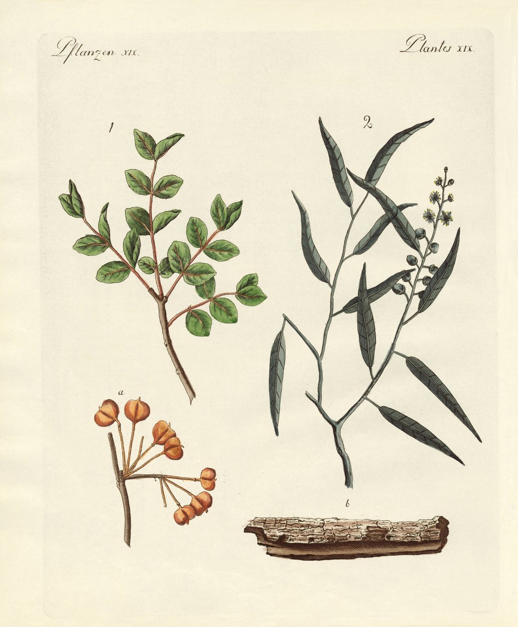Piante medicinali da German School