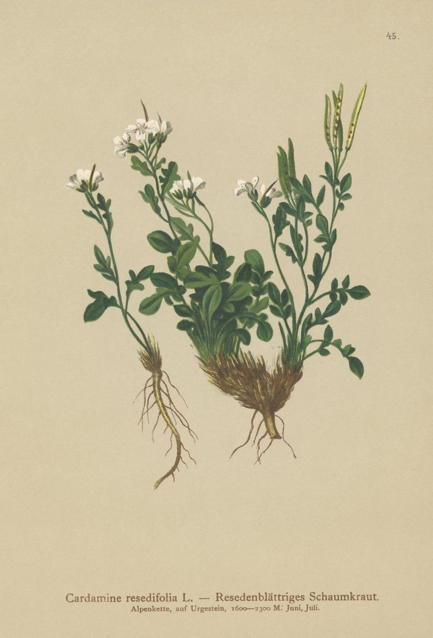 Cardamine a foglie di reseda (Cardamine resedifolia, Arabis bellidioides, Cardamine heterophylla) da German School