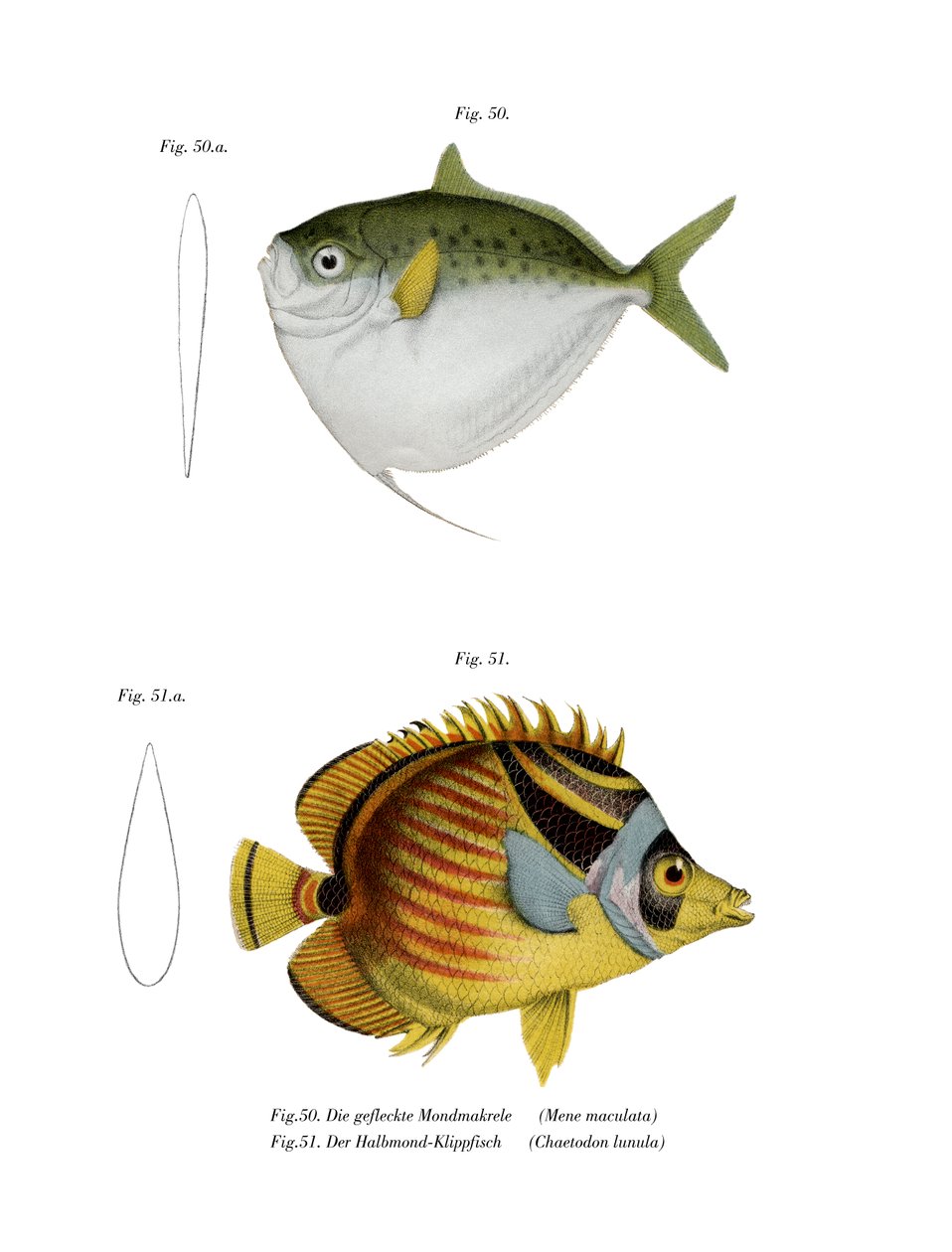 Pesce luna da German School