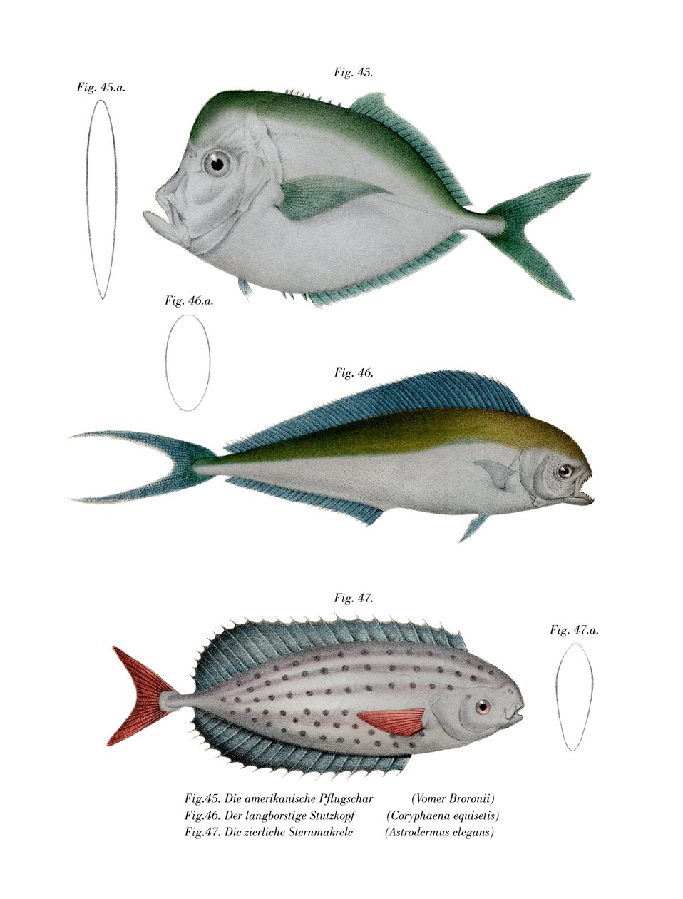 Pesce Luna da German School