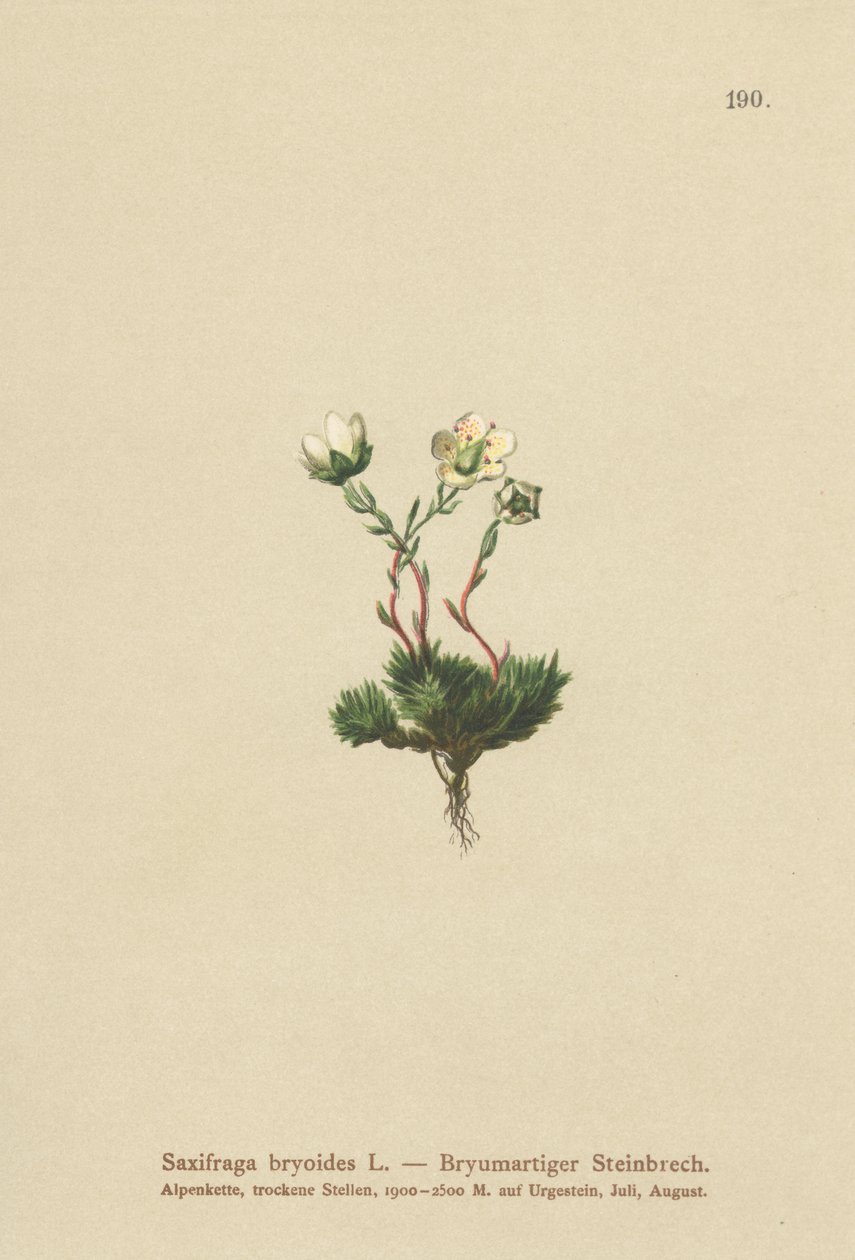 Sassifraga muscosa (Saxifraga bryoides) da German School