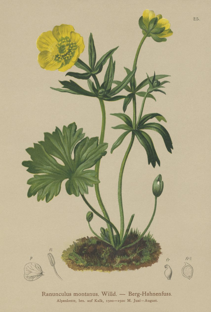 Ranuncolo montano (Ranunculus montanus) da German School
