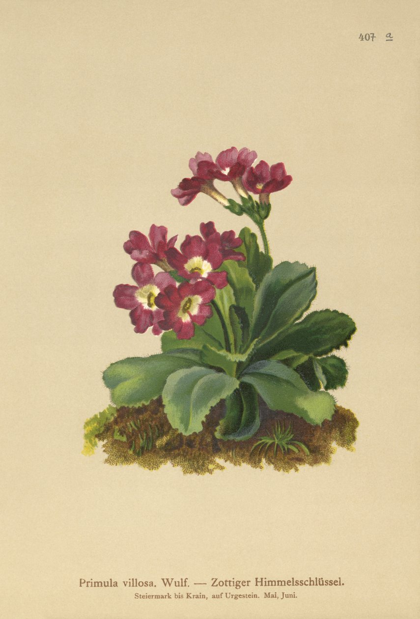 Primula montana (Primula villosa) da German School