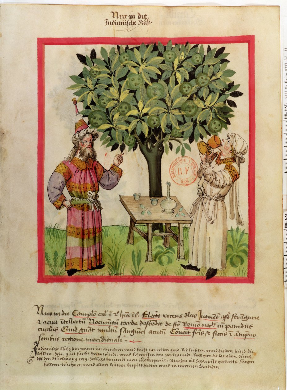Ms.Lat.9333 fol.11 Raccolta di noce moscata, dal Tacuinum Sanitatis da German School