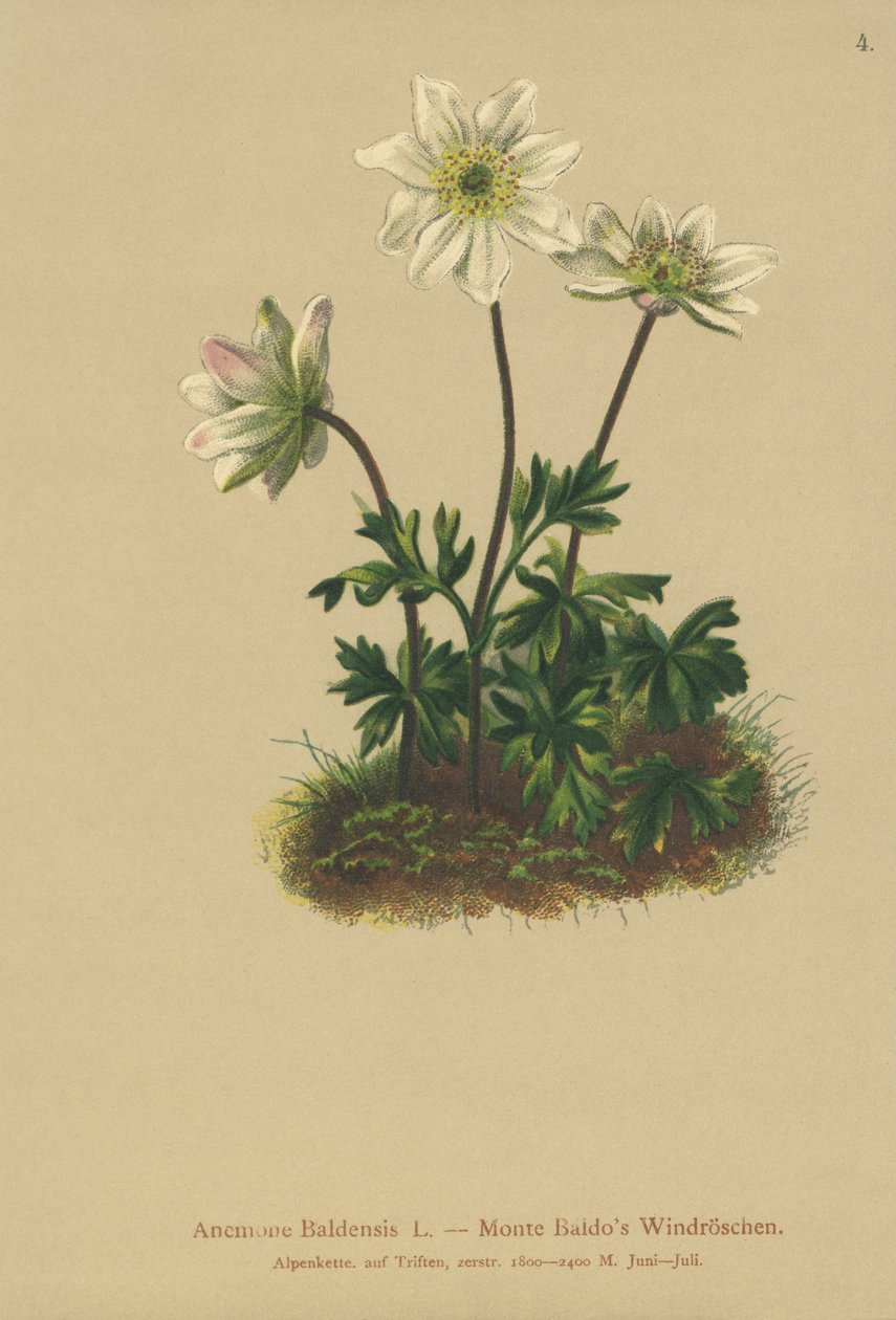 Anemone del Monte Baldo (Anemone Baldensis) da German School