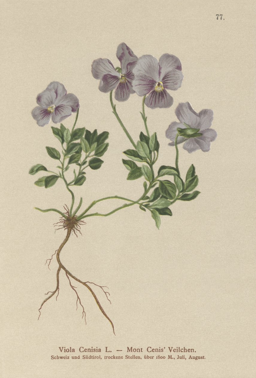 Viola Cenisia da German School