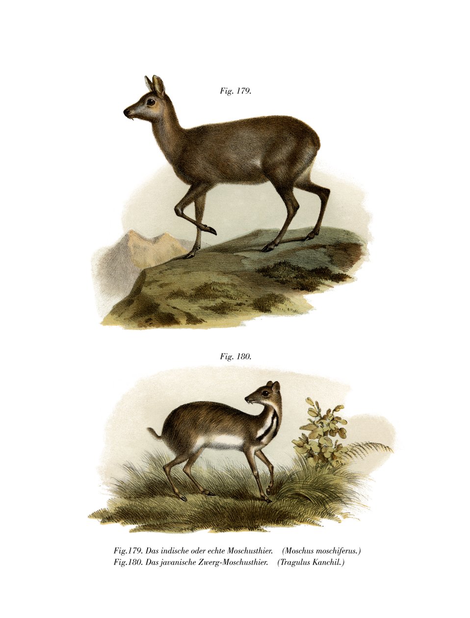 Cervo muschiato, 1860 da German School
