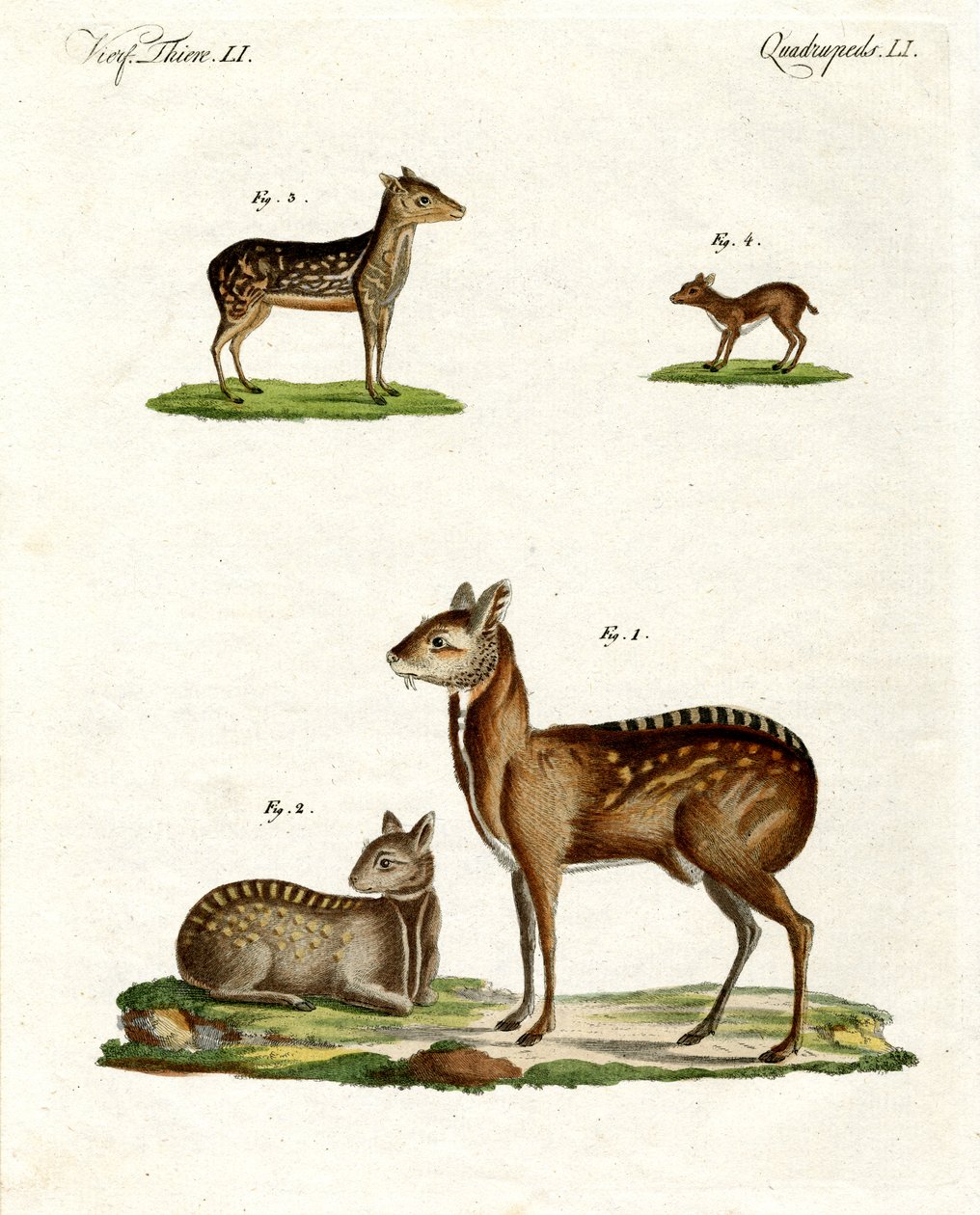 Animali muschiati da German School