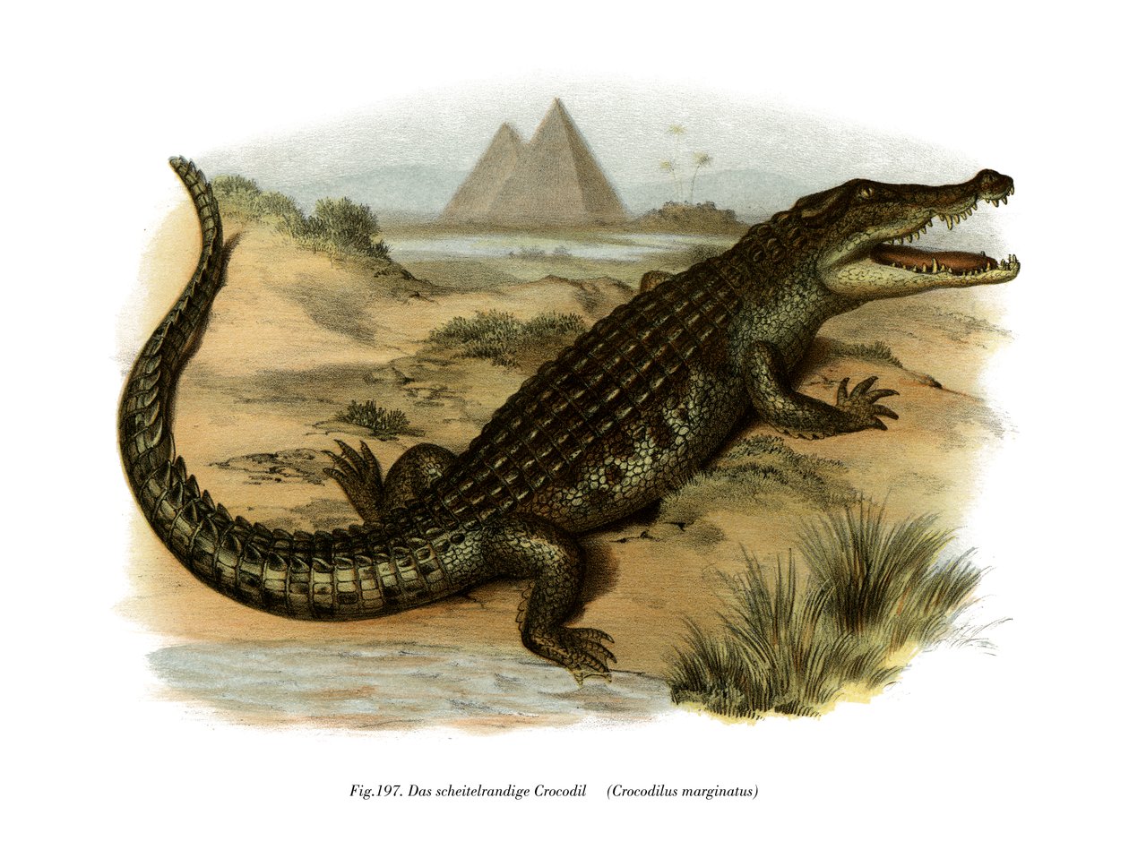 Coccodrillo del Nilo da German School
