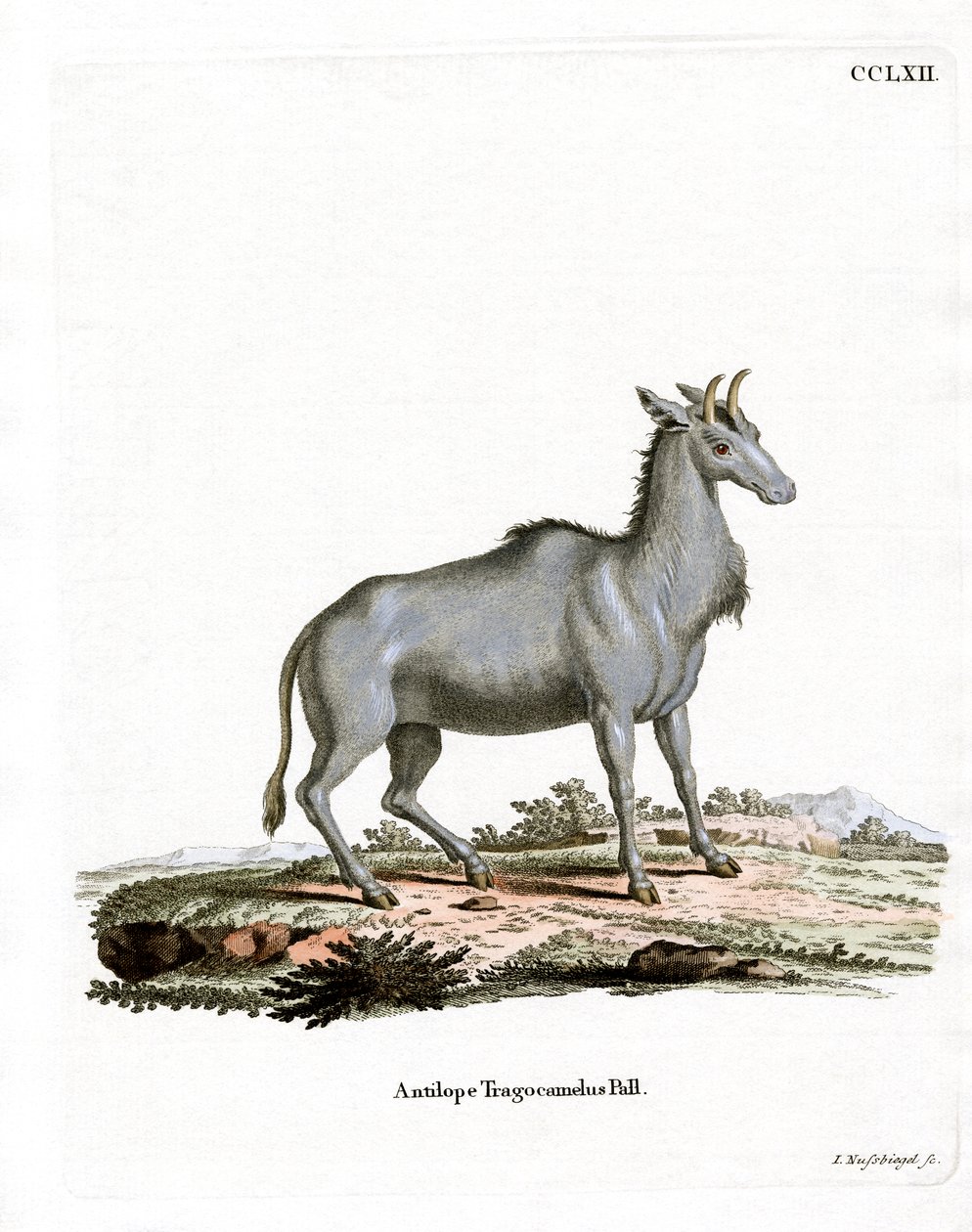 Nilgai da German School