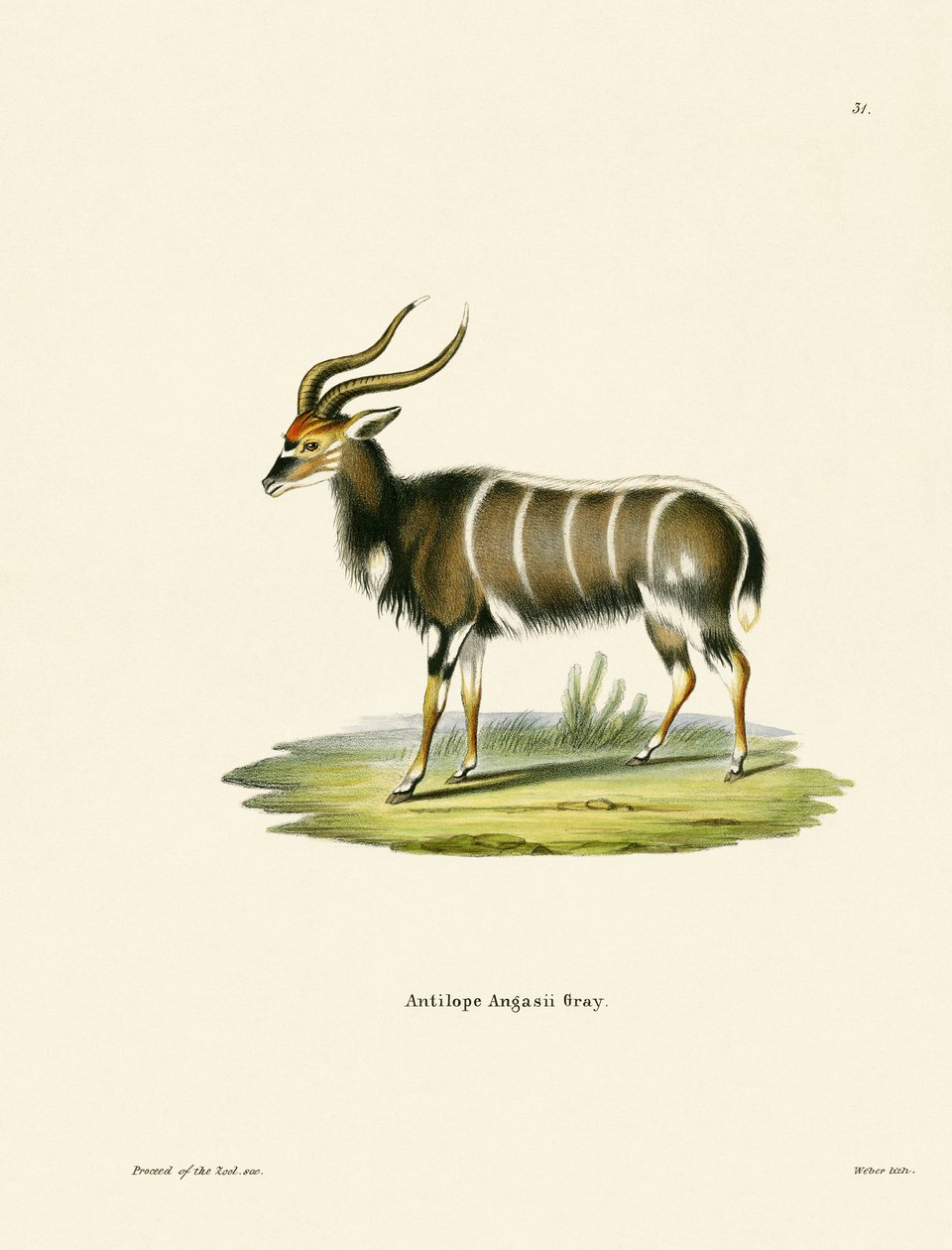 Nyala da German School