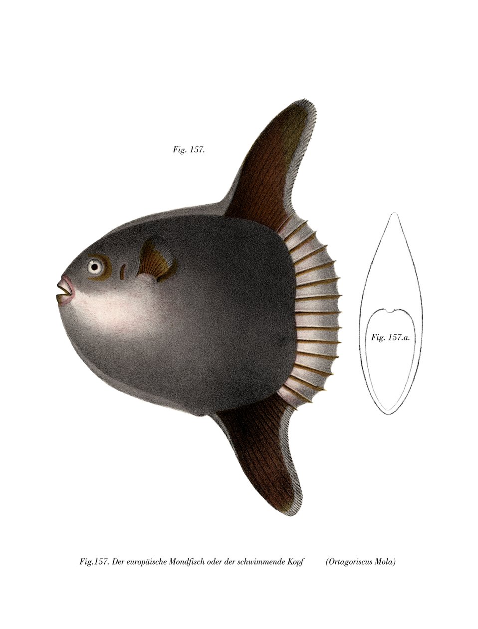 Pesce luna da German School