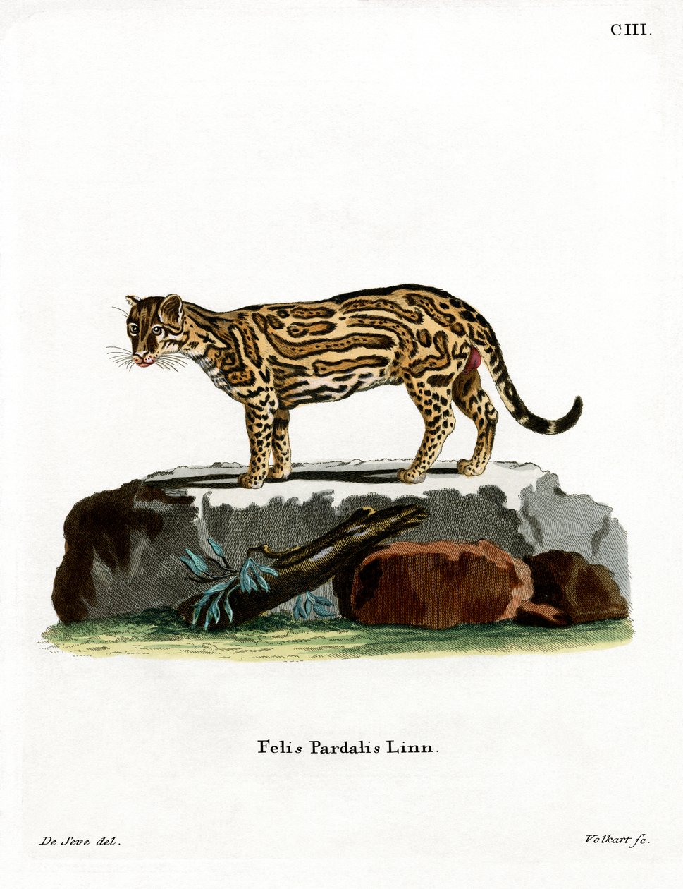 Ocelot da German School