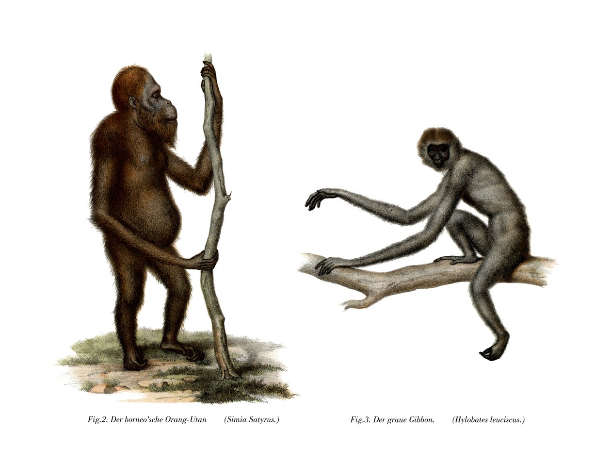 Orango, 1860 da German School