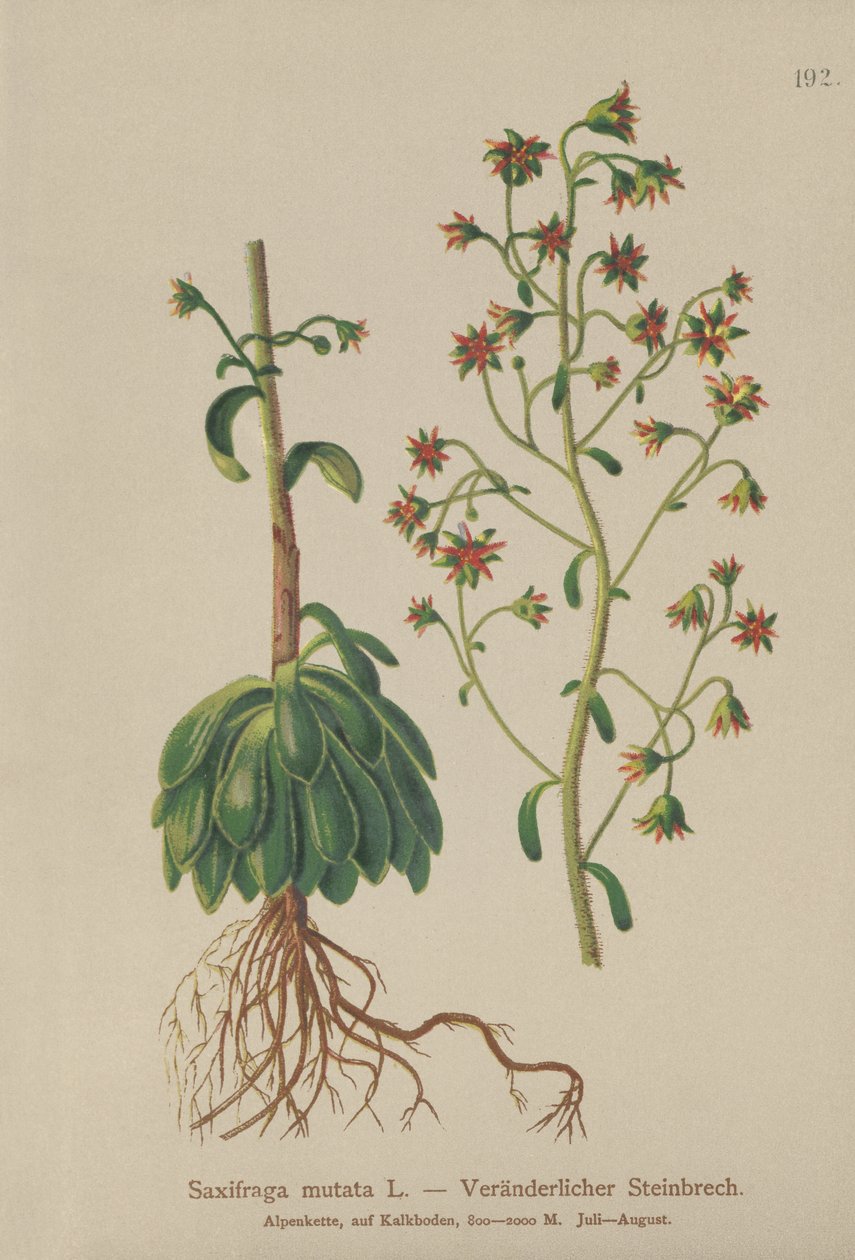 Sassifraga mutata (Saxifraga mutata) da German School