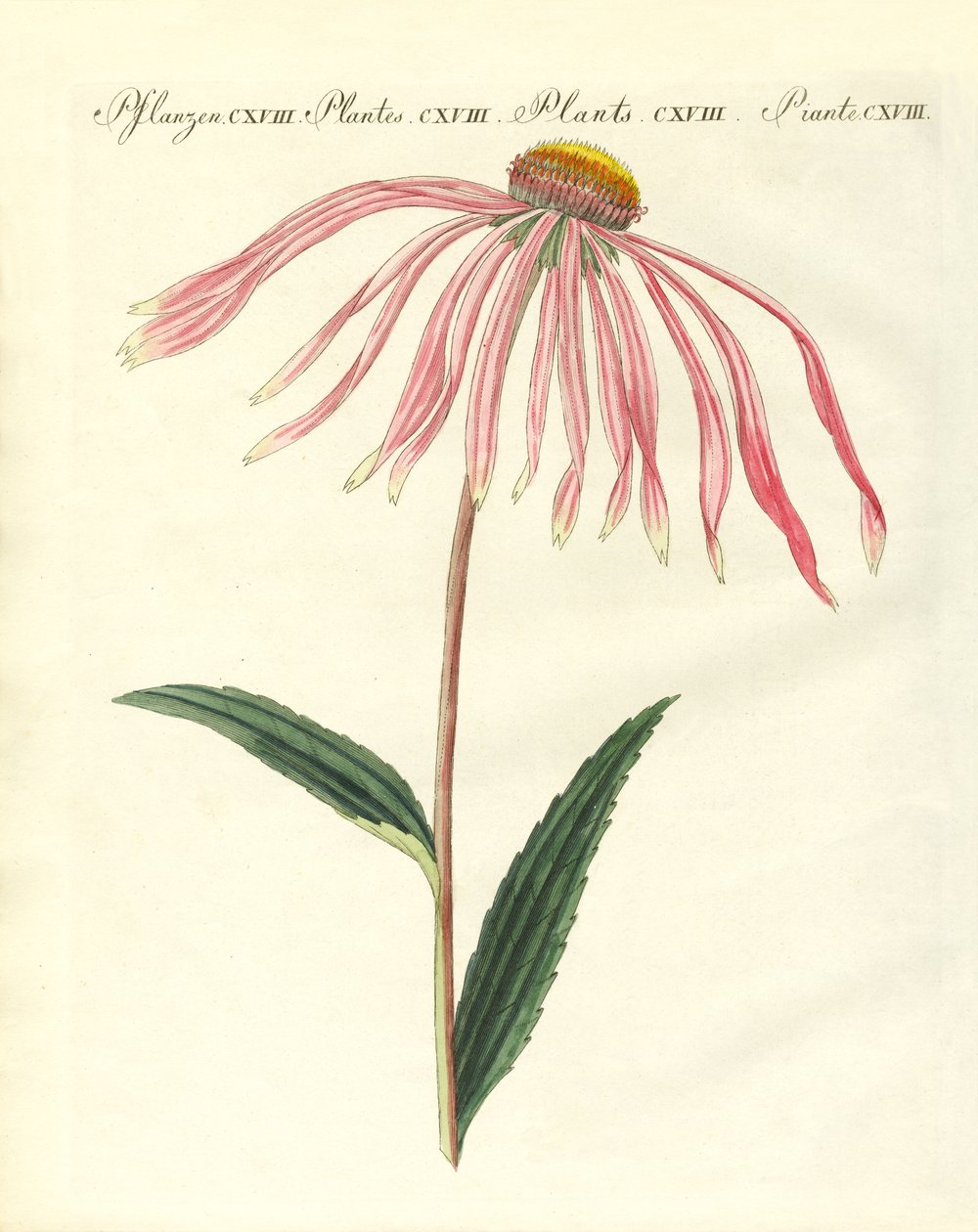 Piante ornamentali da German School