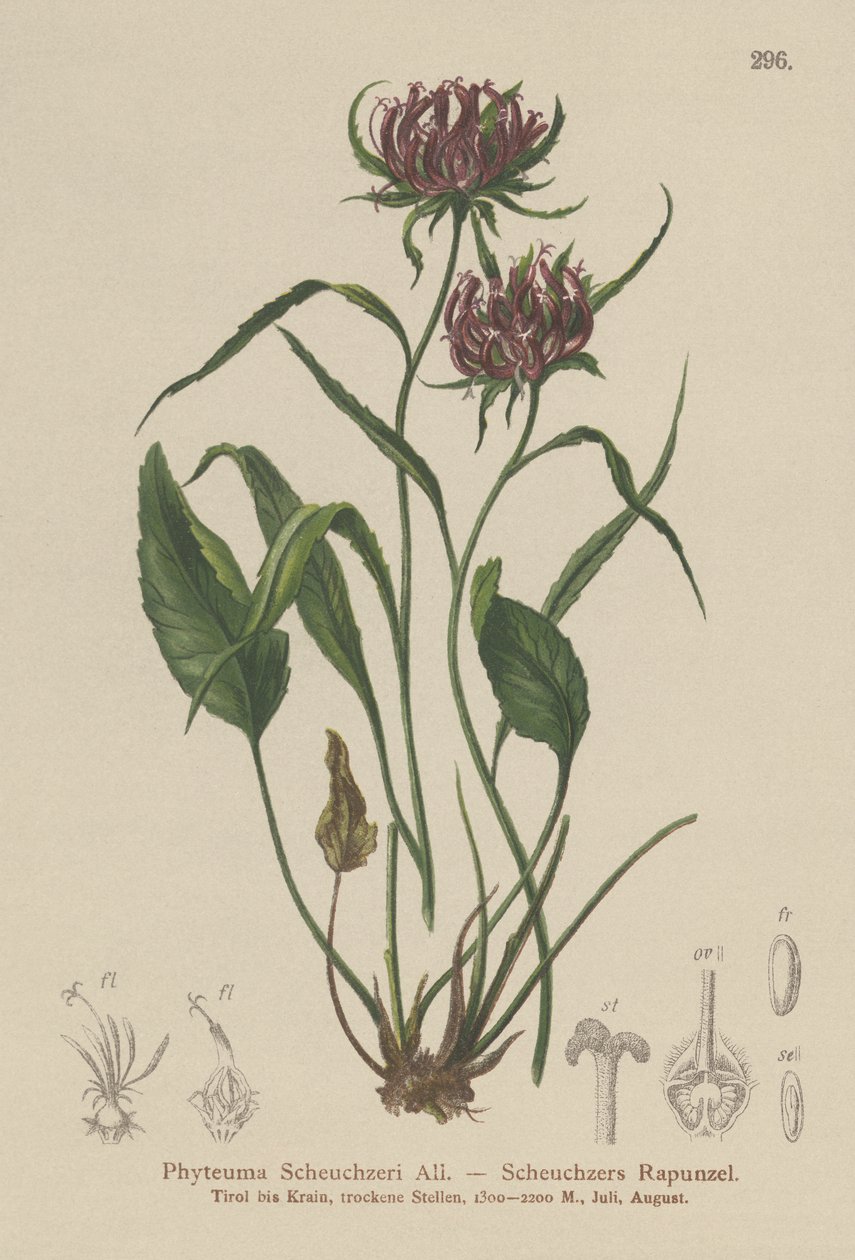 Raponzolo di Scheuchzer (Phyteuma Scheuchzeri) da German School