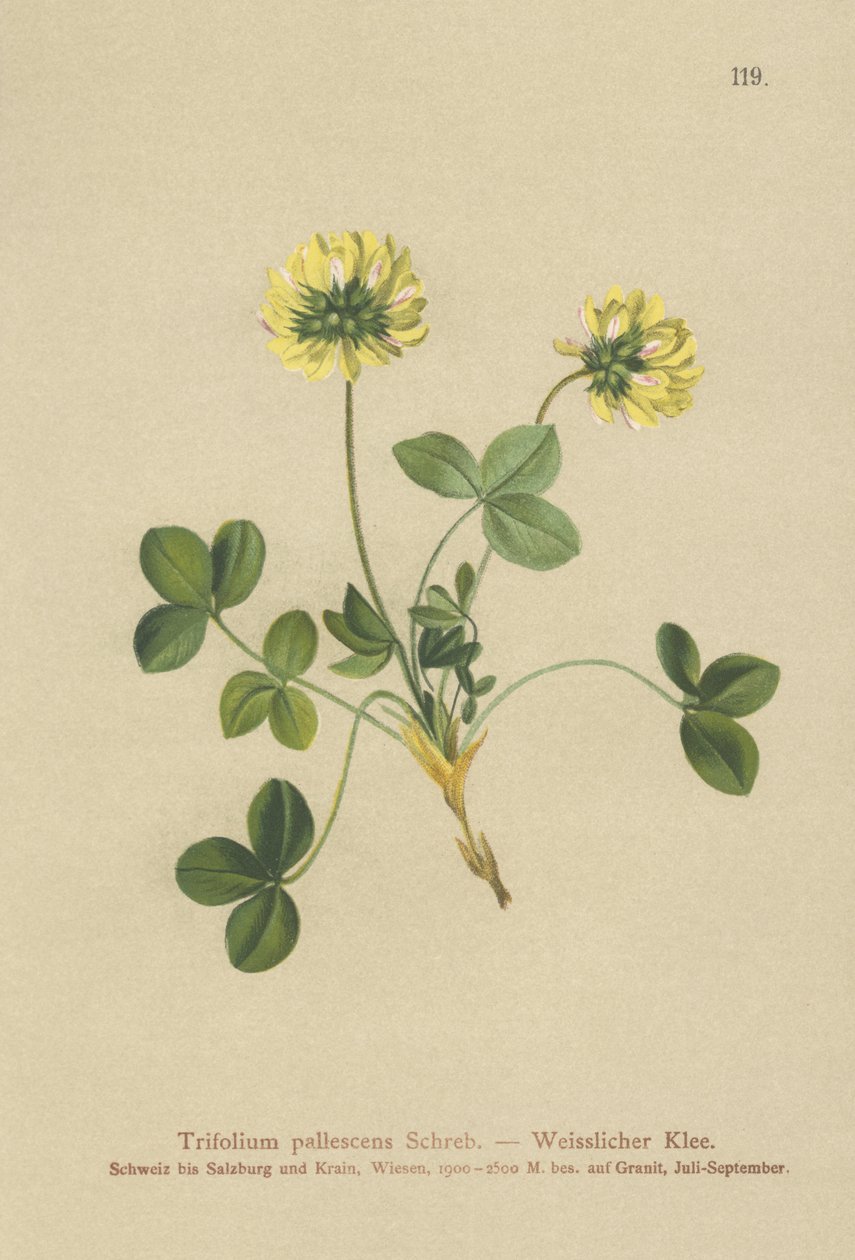 Trifoglio pallido (Trifolium pallescens) da German School