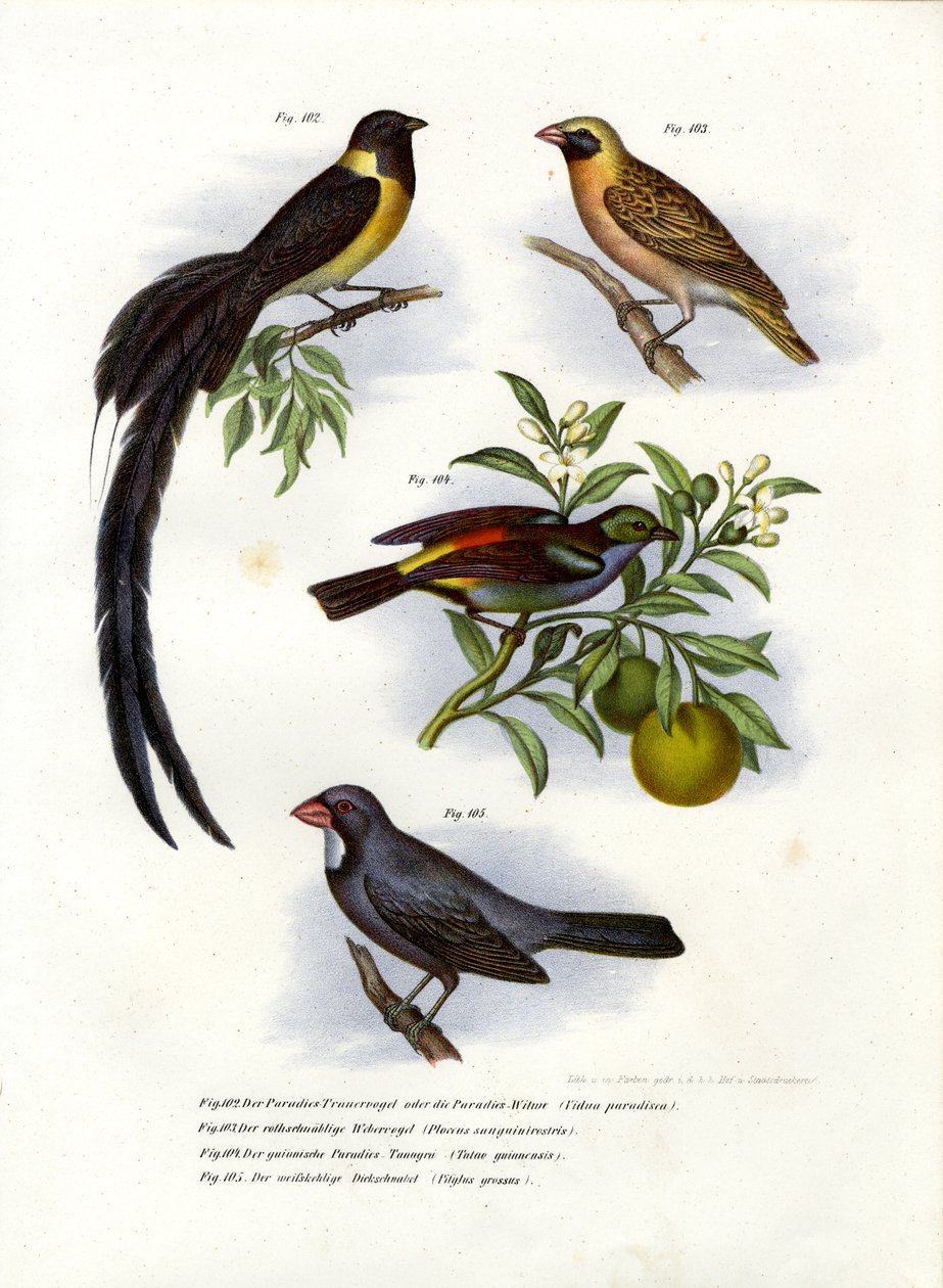 Vedova del paradiso, 1864 da German School