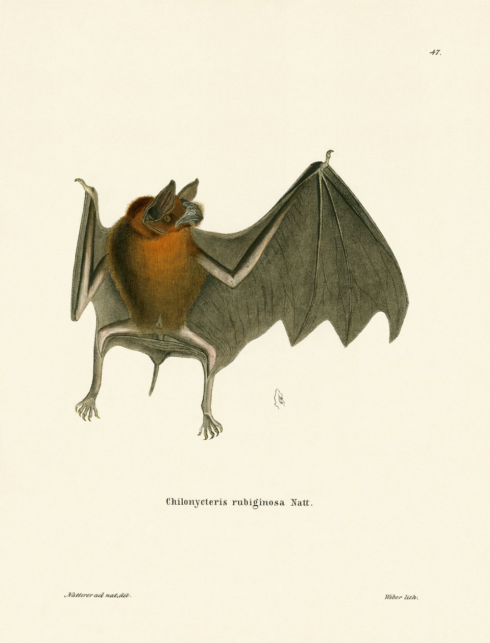 Pipistrello baffuto di Parnell da German School