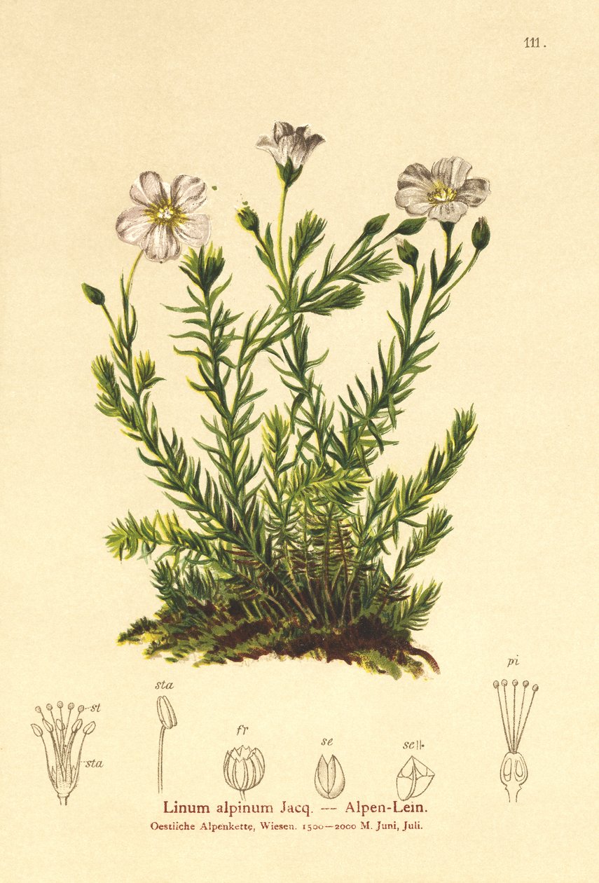 Lino perenne (Linum alpinum, Linum perenne) da German School