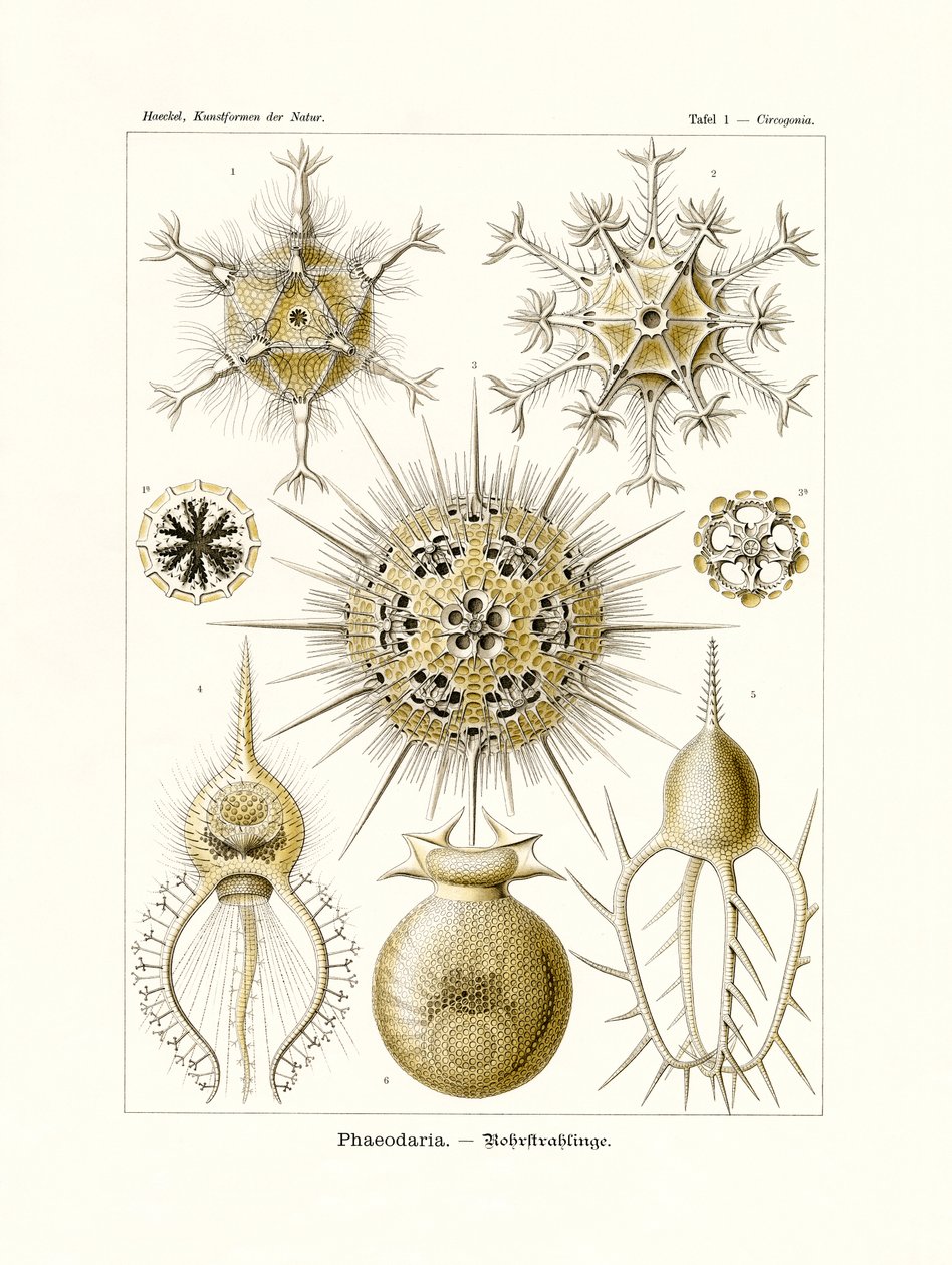 Phaeodaria, 1899-1904 da German School