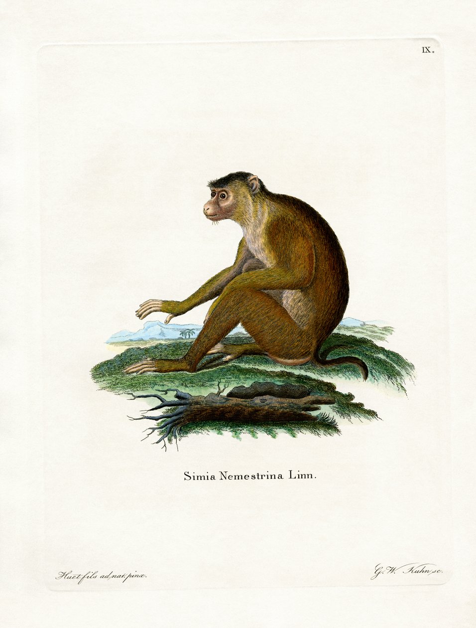 Macaco dalla coda di maiale da German School