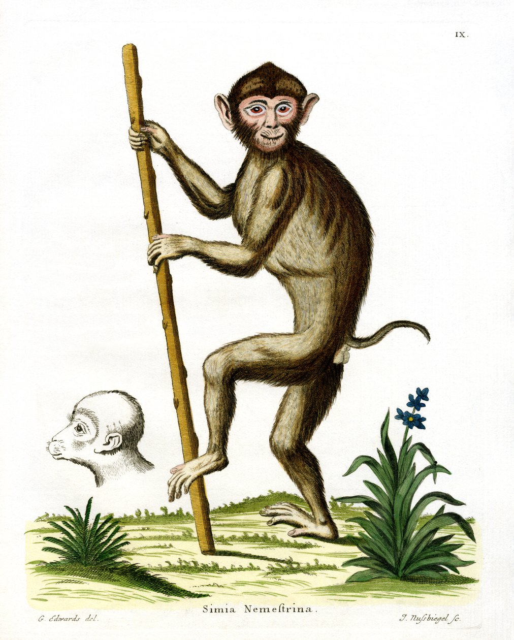 Macaco dalla coda di maiale da German School