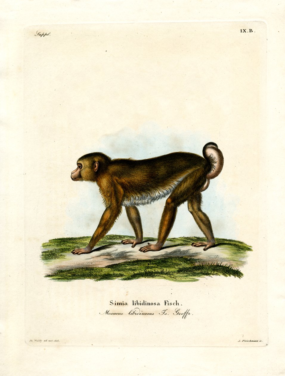 Macaco dalla Coda di Maiale da German School