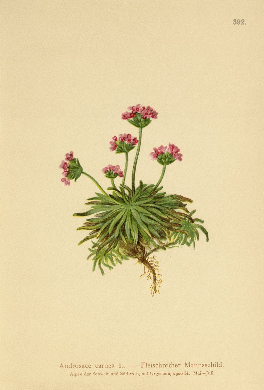 Androsace rosa (Androsace carnea) da German School