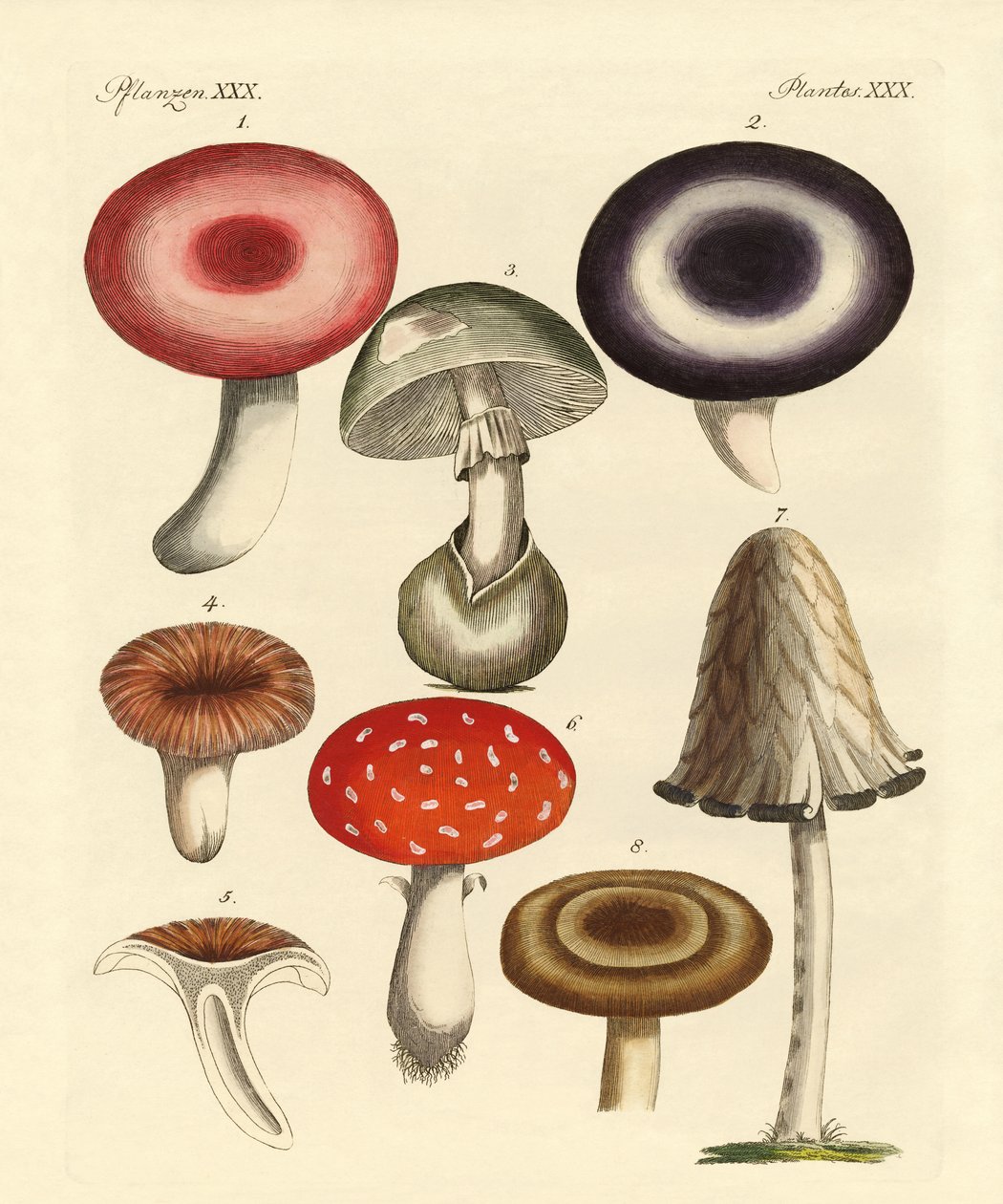 Funghi velenosi tedeschi da German School