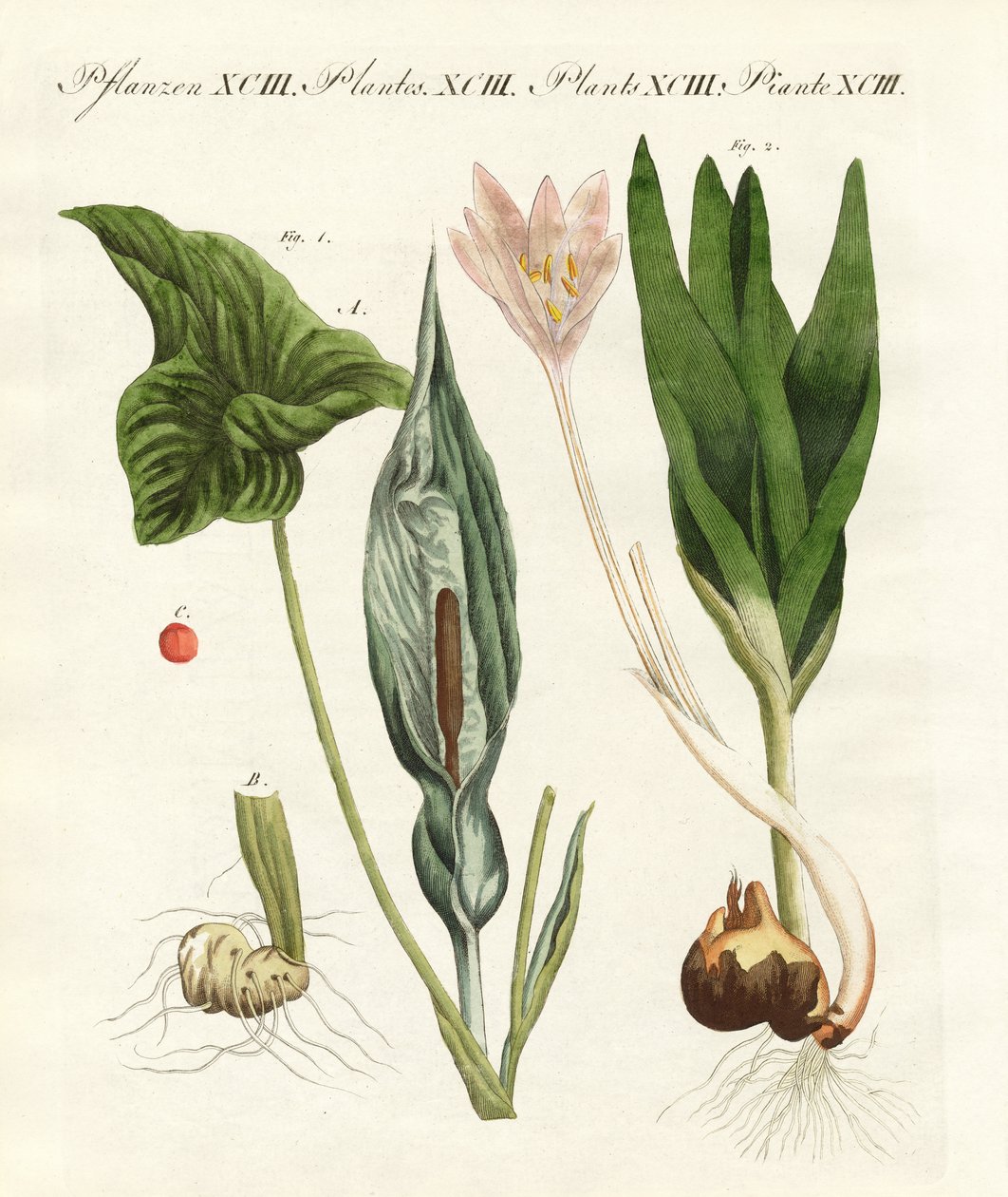 Piante velenose tedesche da German School