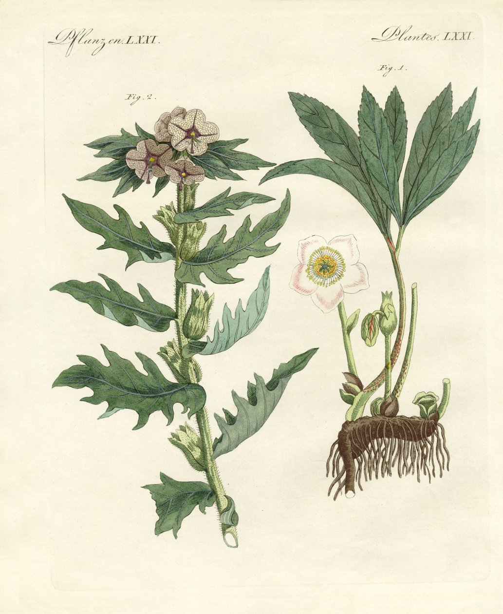 Piante velenose tedesche da German School