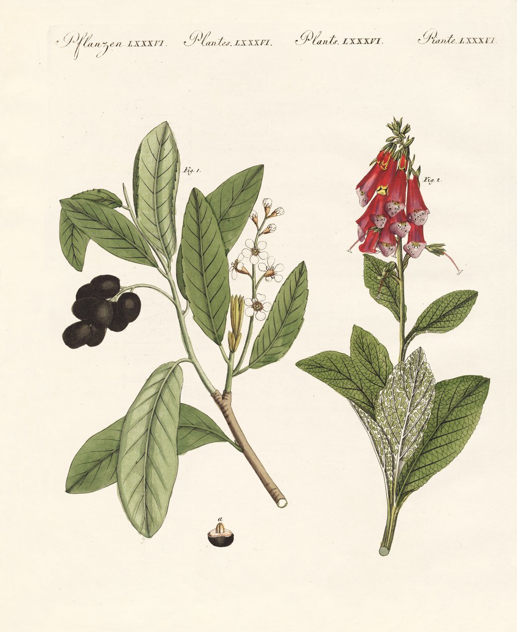 Piante velenose da German School