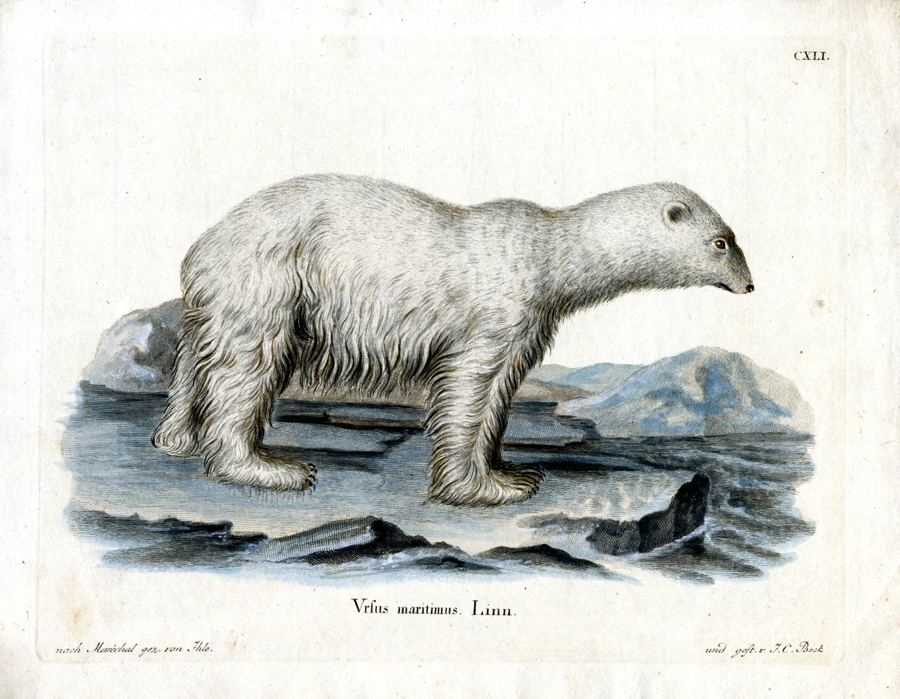 Orso polare da German School