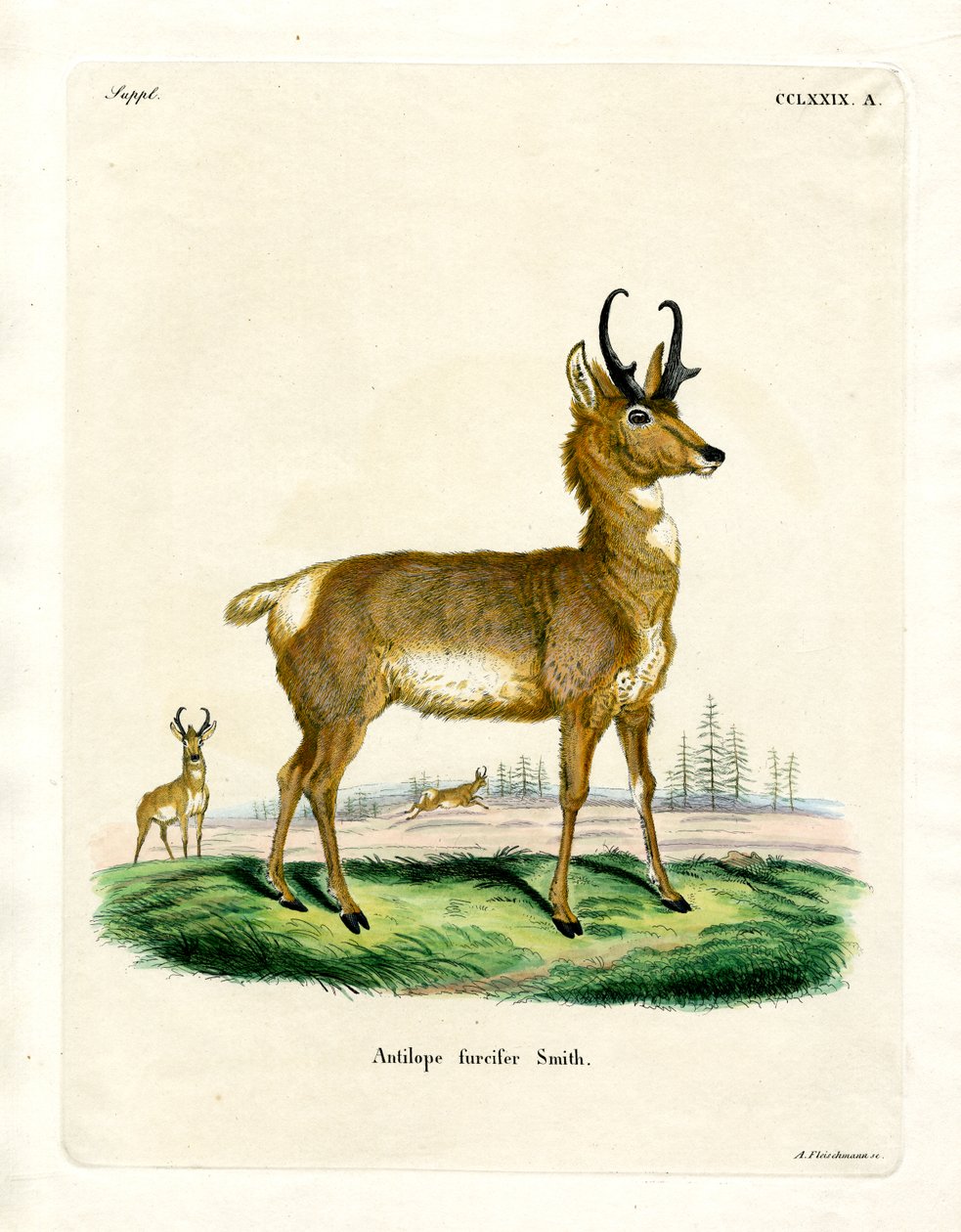 Antilope pronghorn da German School