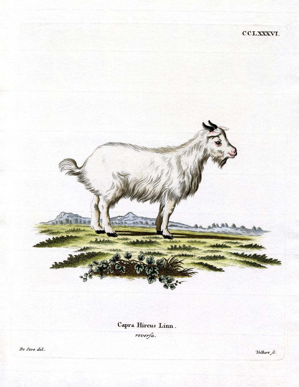 Capra pigmea da German School