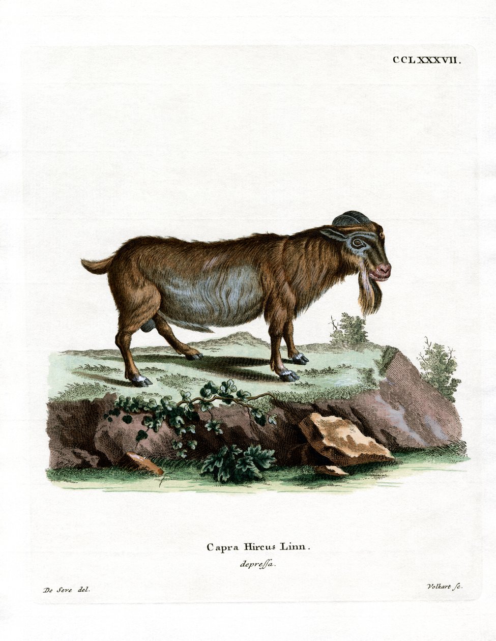 Capra pigmea da German School