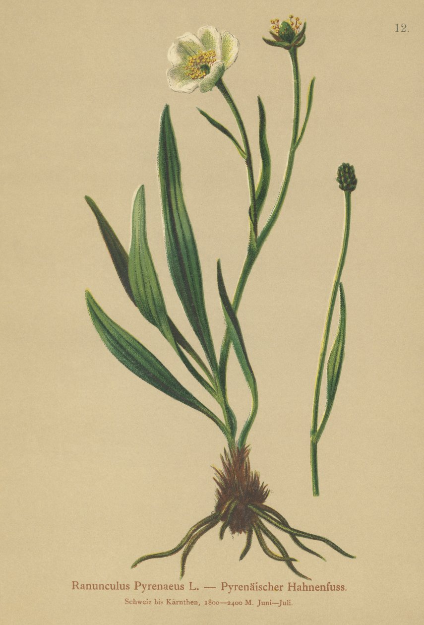 Ranuncolo pirenaico (Ranunculus pyrenaeus) da German School