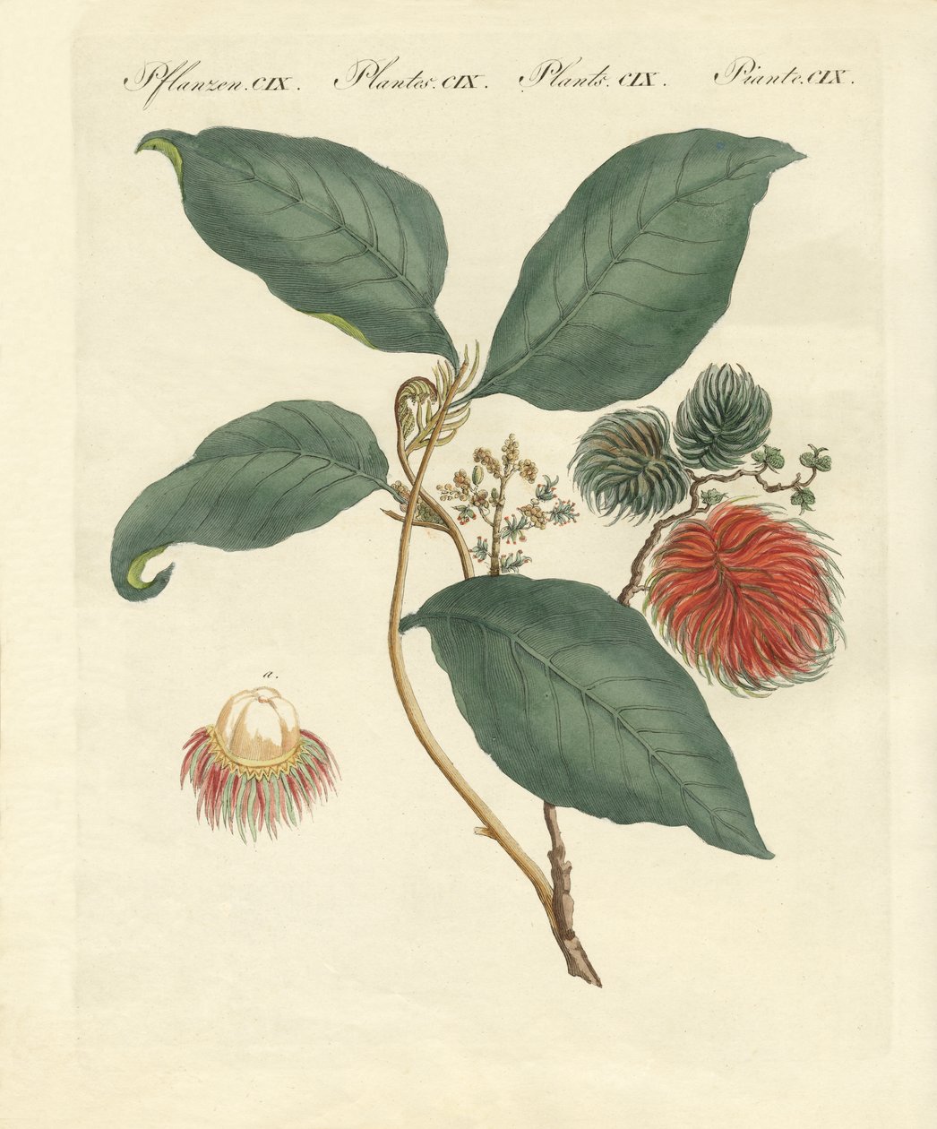 Albero di rambutan da German School