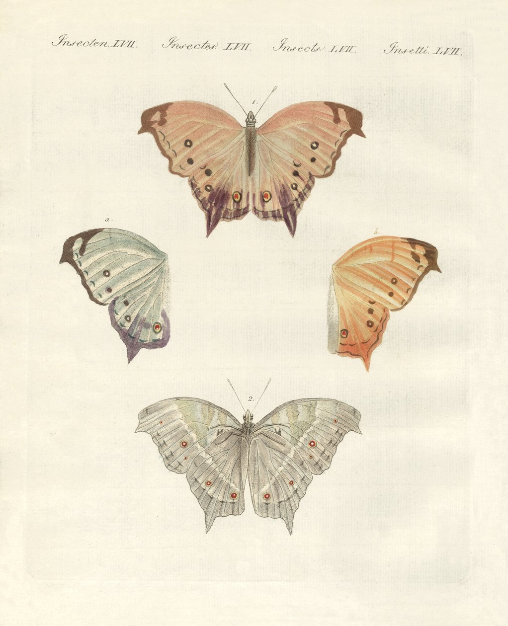 Farfalle rare da German School