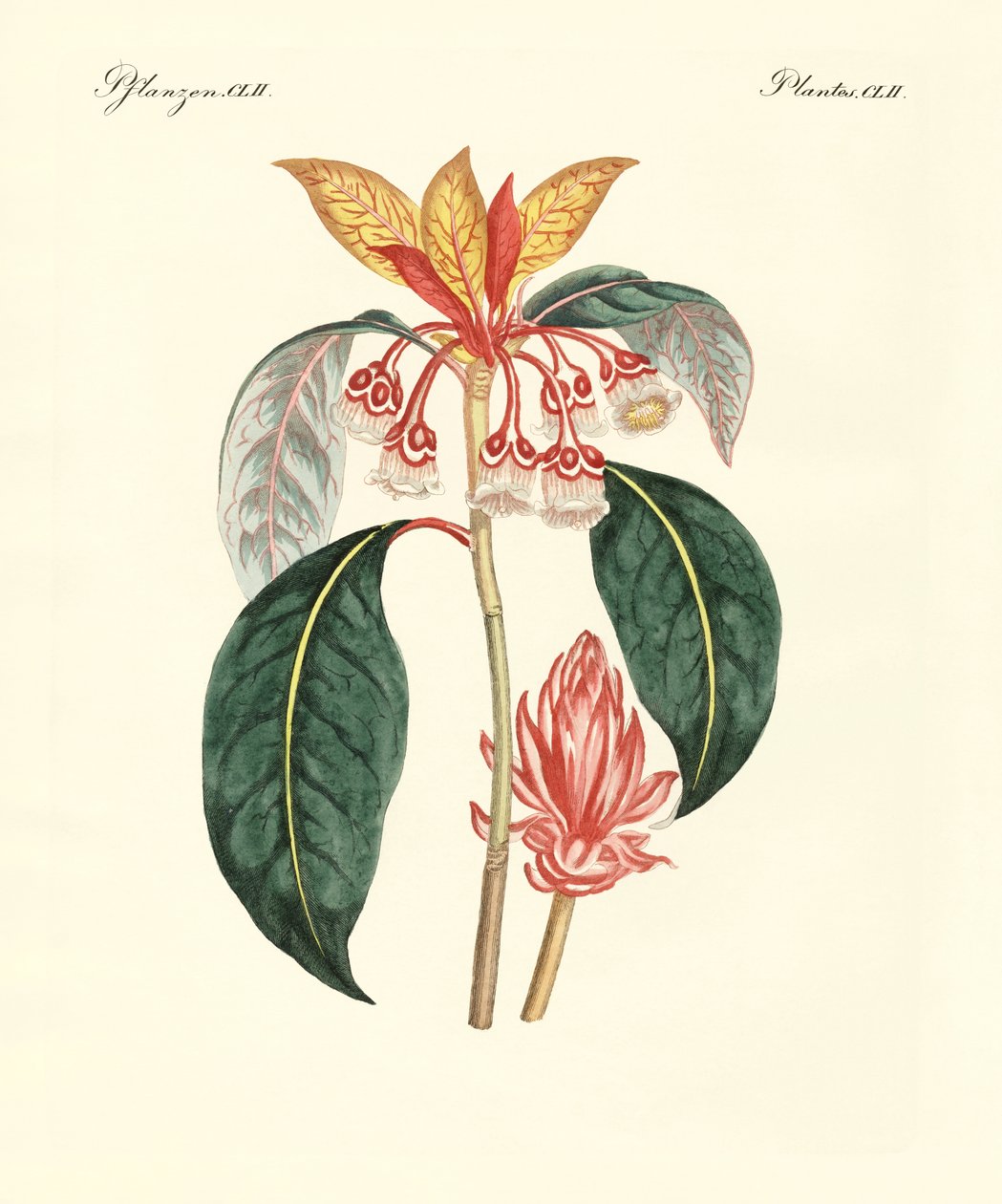 Piante rare cinesi (incisione colorata) da German School