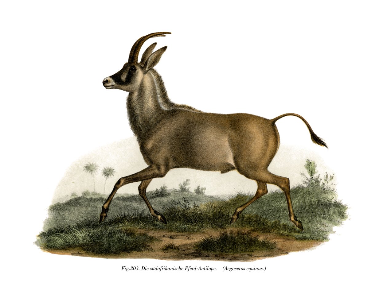 Antilope roana, 1860 da German School