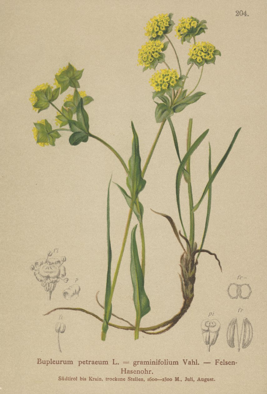 Bupleuro rupestre (Bupleurum petraeum, Bupleurum graminifolium) da German School